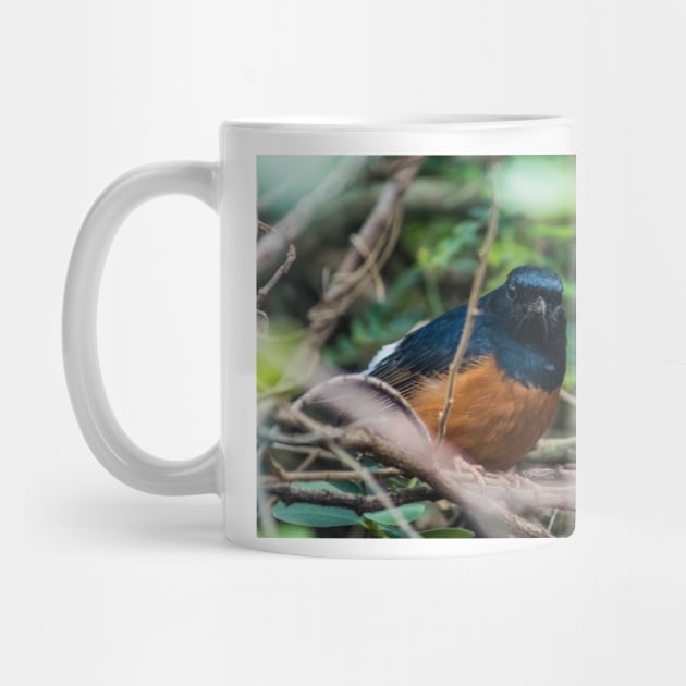 White-rumped shama by KensLensDesigns